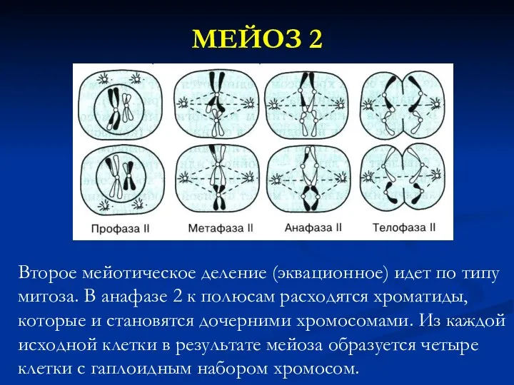 МЕЙОЗ 2 Второе мейотическое деление (эквационное) идет по типу митоза.