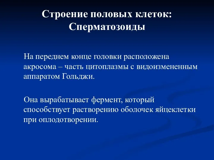 Строение половых клеток: Сперматозоиды На переднем конце головки расположена акросома