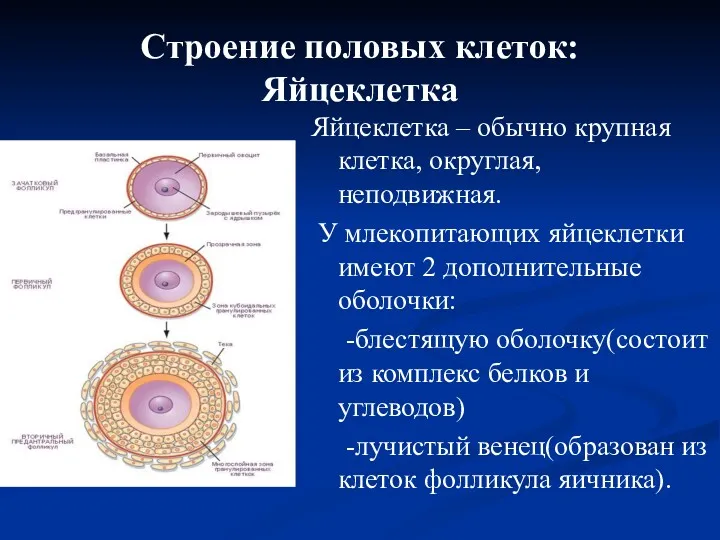 Строение половых клеток: Яйцеклетка Яйцеклетка – обычно крупная клетка, округлая,