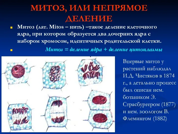 МИТОЗ, ИЛИ НЕПРЯМОЕ ДЕЛЕНИЕ Митоз (лат. Mitos – нить) –такое