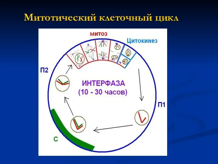 Митотический клеточный цикл