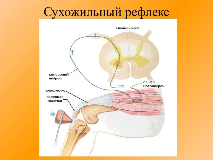 Сухожильный рефлекс