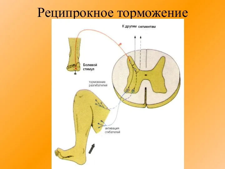 Реципрокное торможение