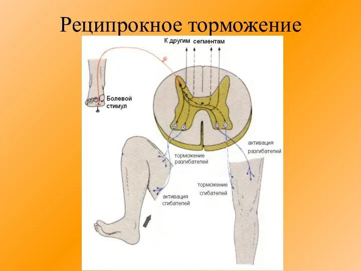 Реципрокное торможение