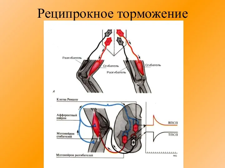 Реципрокное торможение