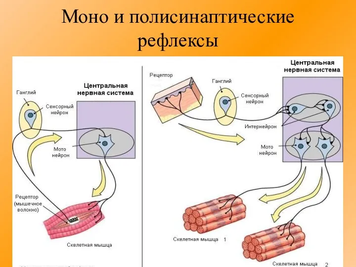 Моно и полисинаптические рефлексы