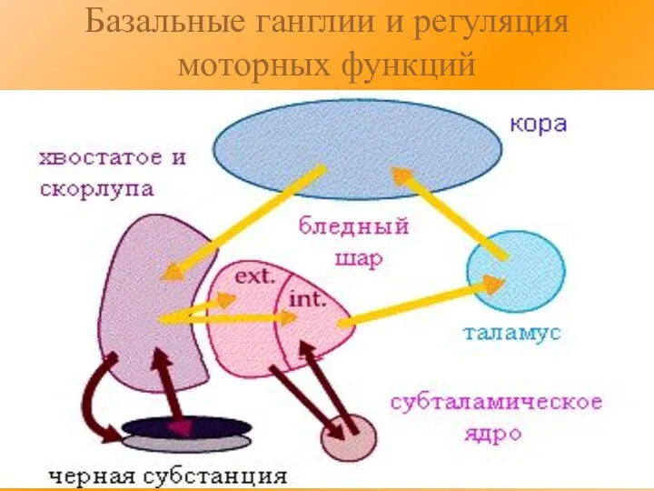 Базальные ганглии и регуляция моторных функций