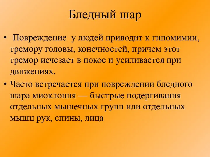 Бледный шар Повреждение у людей приводит к гипомимии, тремору головы,