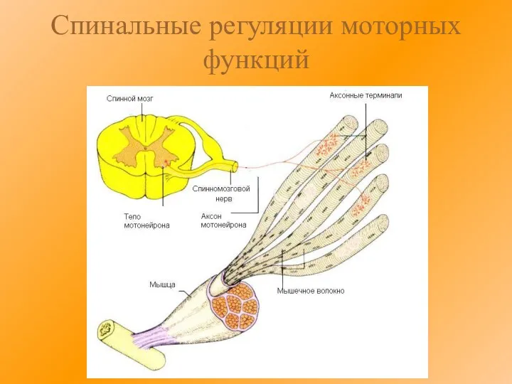 Спинальные регуляции моторных функций