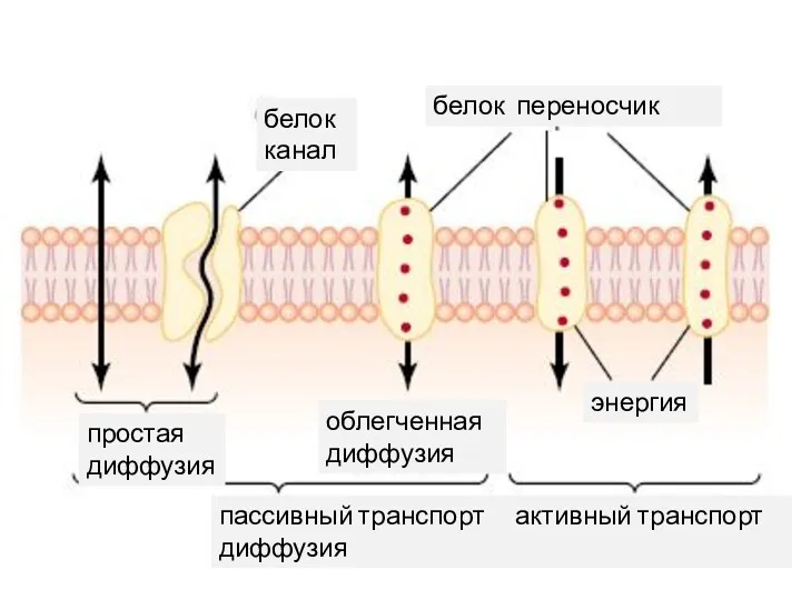 белок канал белок переносчик простая диффузия облегченная диффузия энергия пассивный транспорт активный транспорт диффузия