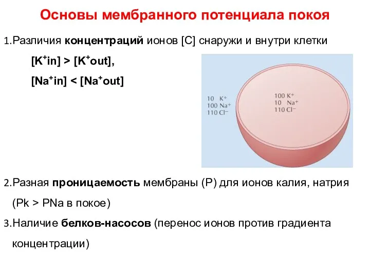 Основы мембранного потенциала покоя Различия концентраций ионов [С] снаружи и