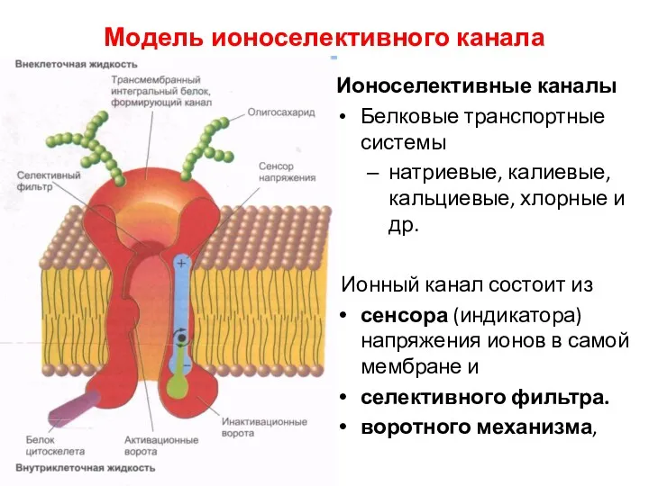 Модель ионоселективного канала Ионоселективные каналы Белковые транспортные системы натриевые, калиевые,