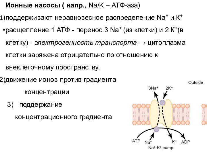 Ионные насосы ( напр., Na/K – АТФ-аза) поддерживают неравновесное распределение