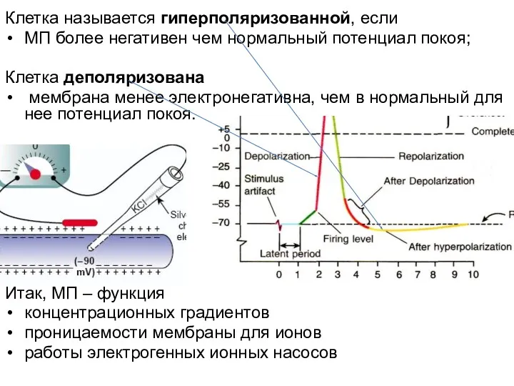 Клетка называется гиперполяризованной, если МП более негативен чем нормальный потенциал