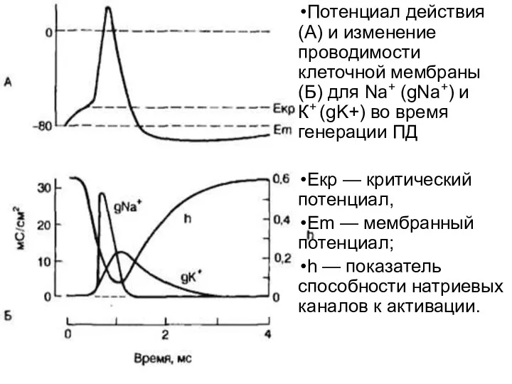 Потенциал действия (А) и изменение проводимости клеточной мембраны (Б) для