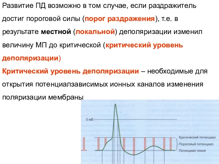 Развитие ПД возможно в том случае, если раздражитель достиг пороговой