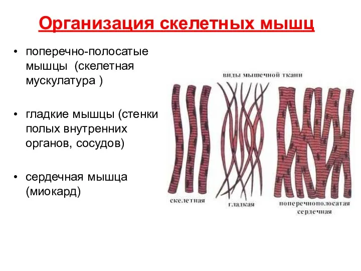 Организация скелетных мышц поперечно-полосатые мышцы (скелетная мускулатура ) гладкие мышцы