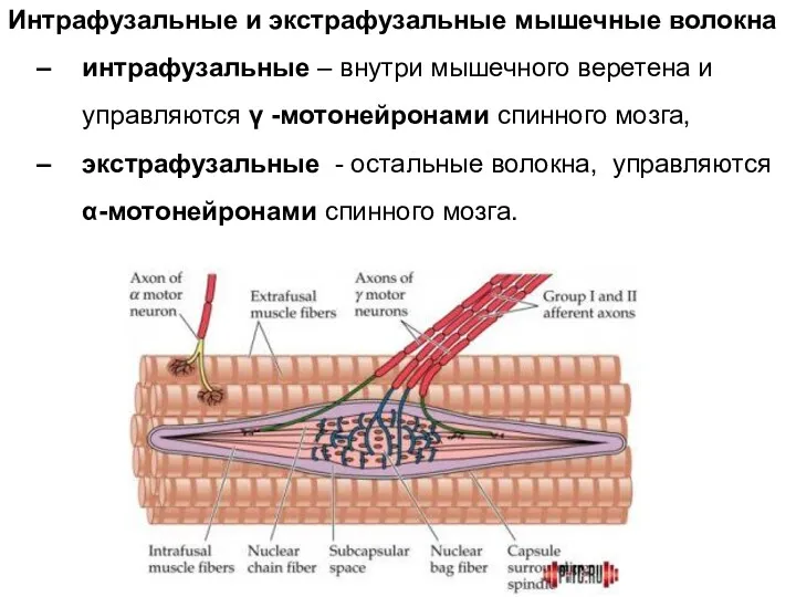 Интрафузальные и экстрафузальные мышечные волокна интрафузальные – внутри мышечного веретена