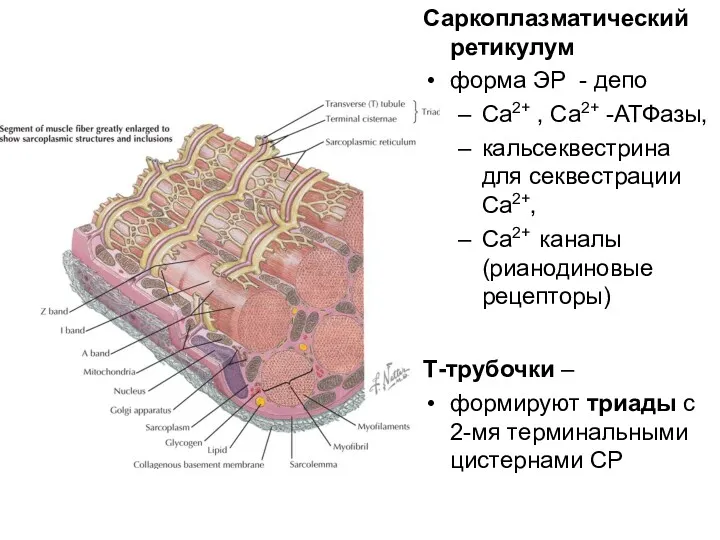 Саркоплазматический ретикулум форма ЭР - депо Ca2+ , Ca2+ -АТФазы,