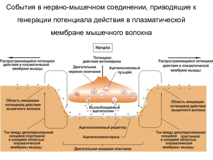 События в нервно-мышечном соединении, приводящие к генерации потенциала действия в плазматической мембране мышечного волокна