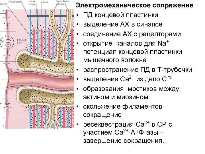Электромеханическое сопряжение ПД концевой пластинки выделение АХ в синапсе соединение