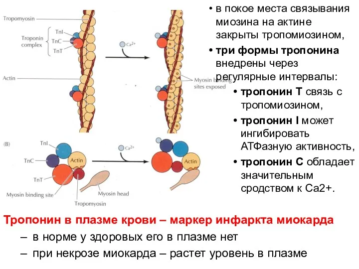 в покое места связывания миозина на актине закрыты тропомиозином, три