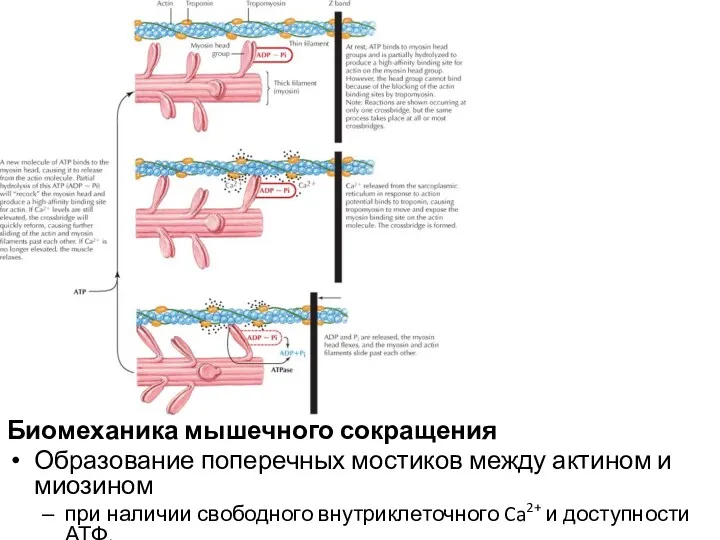 Биомеханика мышечного сокращения Образование поперечных мостиков между актином и миозином