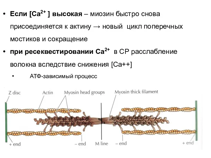 Если [Ca2+ ] высокая – миозин быстро снова присоединяется к