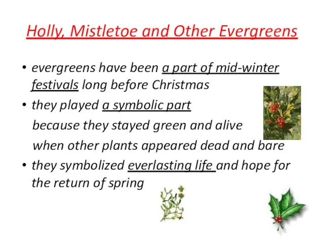 Holly, Mistletoe and Other Evergreens evergreens have been a part