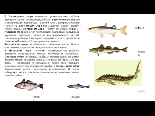В Баренцевом море главными промысловыми рыбами являются треска, пикша, окунь,