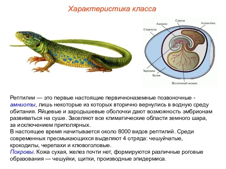 Характеристика класса Рептилии — это первые настоящие первичноназемные позвоночные - амниоты, лишь некоторые
