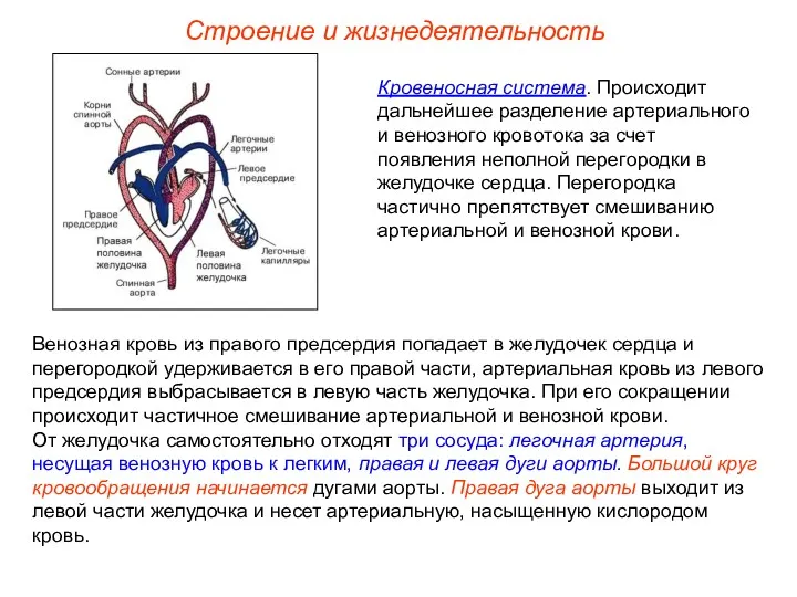 Строение и жизнедеятельность Кровеносная система. Происходит дальнейшее разделение артериального и венозного кровотока за