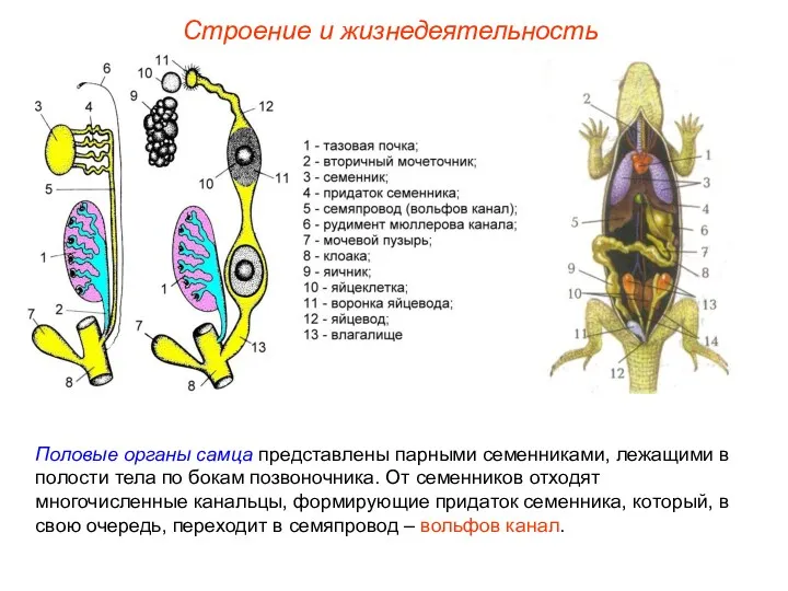 Строение и жизнедеятельность Половые органы самца представлены парными семенниками, лежащими в полости тела