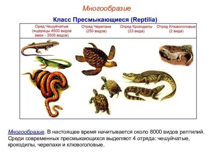 Многообразие Многообразие. В настоящее время начитывается около 8000 видов рептилий.