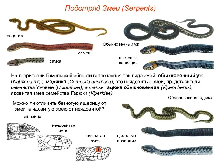 Подотряд Змеи (Serpents) На территории Гомельской области встречаются три вида