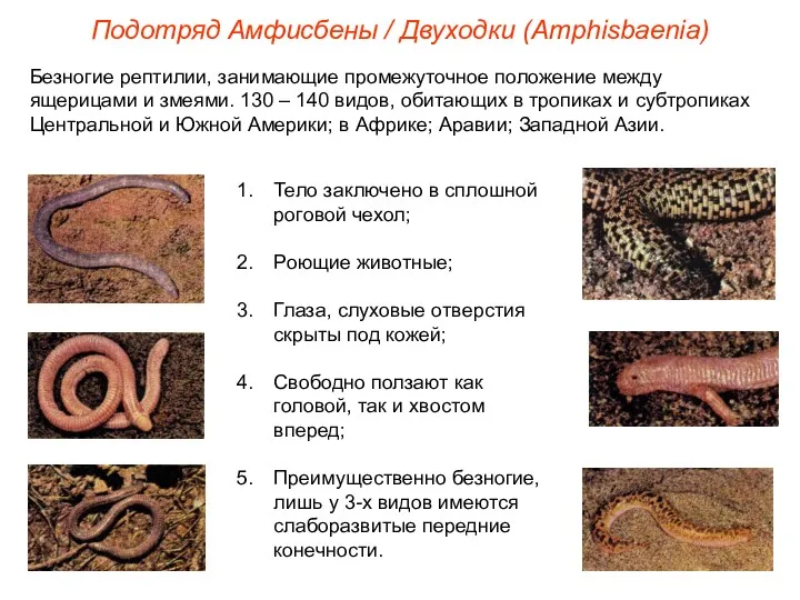 Подотряд Амфисбены / Двуходки (Amphisbaenia) Безногие рептилии, занимающие промежуточное положение между ящерицами и
