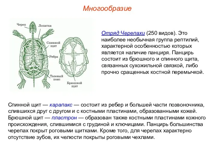 Многообразие Отряд Черепахи (250 видов). Это наиболее необычная группа рептилий, характерной особенностью которых