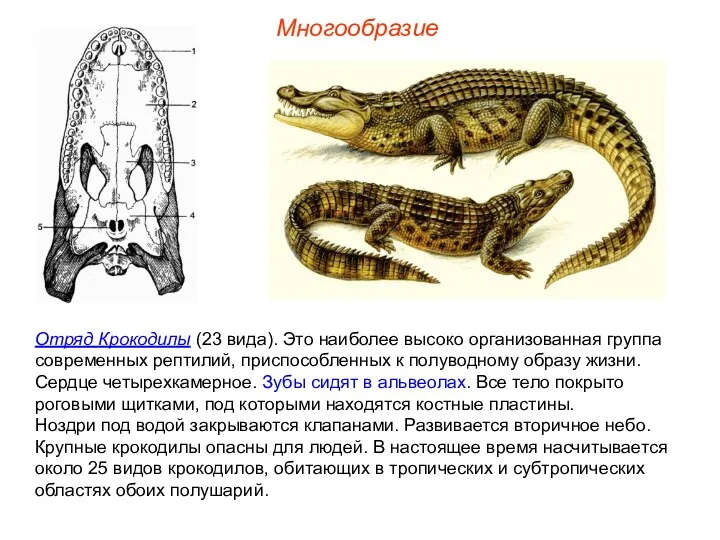 Многообразие Отряд Крокодилы (23 вида). Это наиболее высоко организованная группа современных рептилий, приспособленных