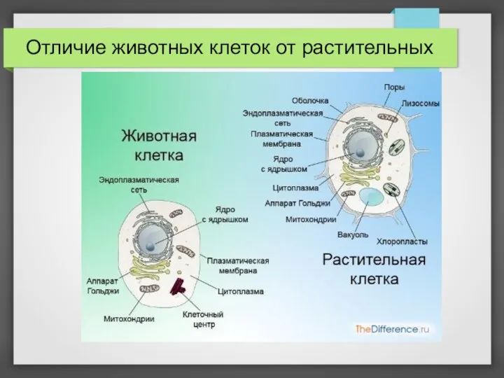 Отличие животных клеток от растительных