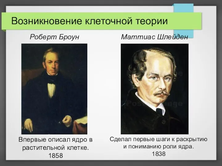 Возникновение клеточной теории Роберт Броун Впервые описал ядро в растительной