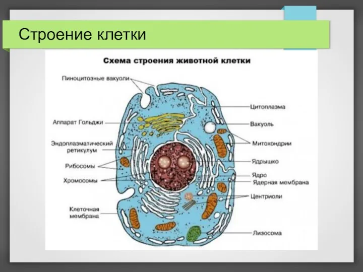 Строение клетки