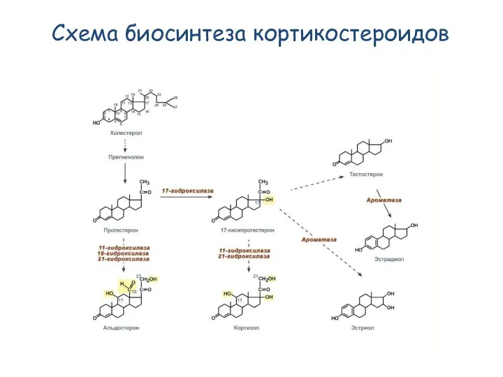 Схема биосинтеза кортикостероидов