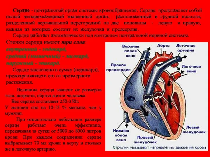 Сердце - центральный орган системы кровообращения. Сердце представляет собой полый