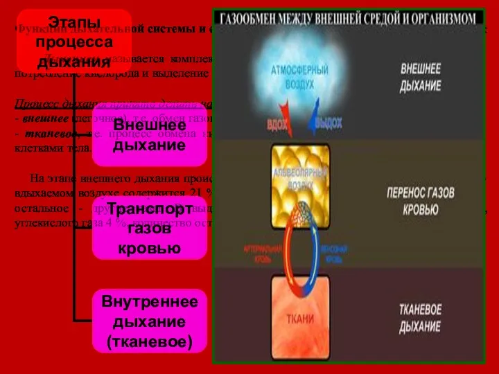 Функции дыхательной системы и её изменение под влиянием физических нагрузок