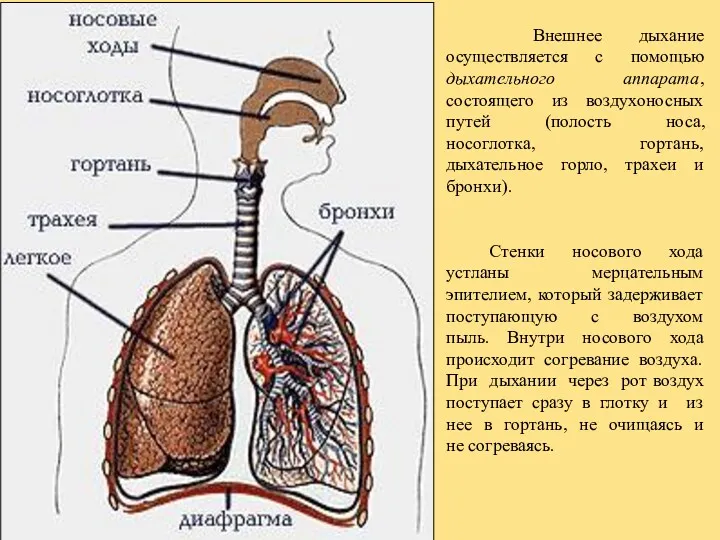 Внешнее дыхание осуществляется с помощью дыхательного аппарата, состоящего из воздухоносных