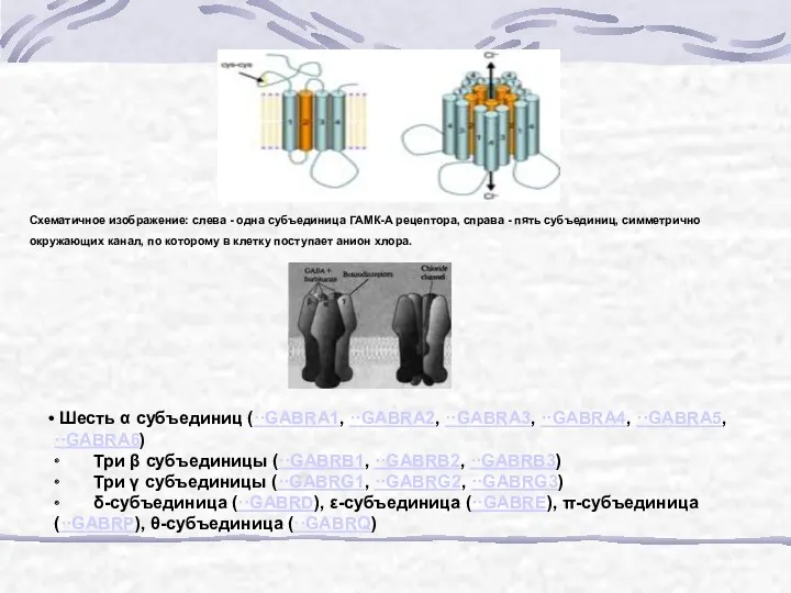 Схематичное изображение: слева - одна субъединица ГАМК-А рецептора, справа -