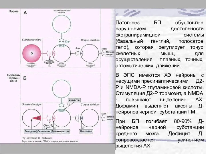 Патогенез БП обусловлен нарушением деятельности экстрапирамидной системы (базальный ганглий, полосатое