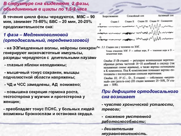 В структуре сна выделяют 2 фазы, объединенные в циклы по