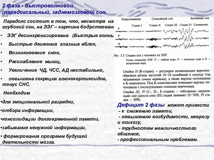 2 фаза - Быстроволновой (парадоксальный, заднемозговой) сон. Парадокс состоит в