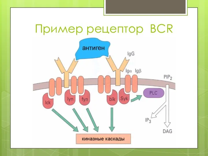Пример рецептор BCR